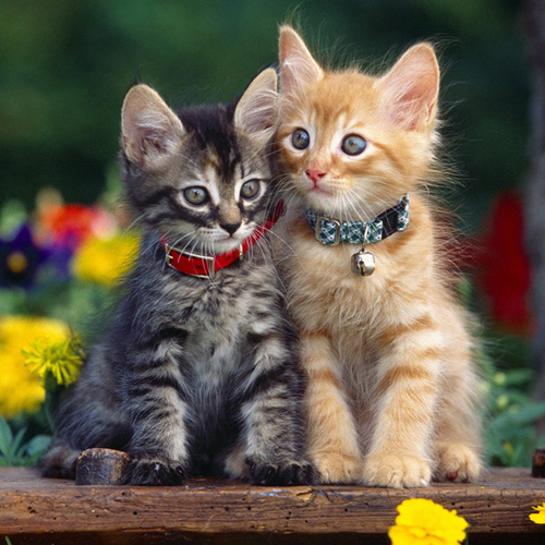 猫